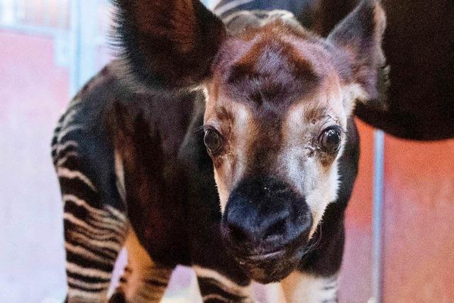 Stuttgarts jüngstes Okapi ist bei einer Operation gestorben