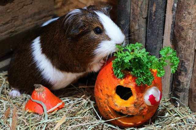 Tierisch gruselig (oder so): Schwarzwaldzoo  | Foto: Zoo