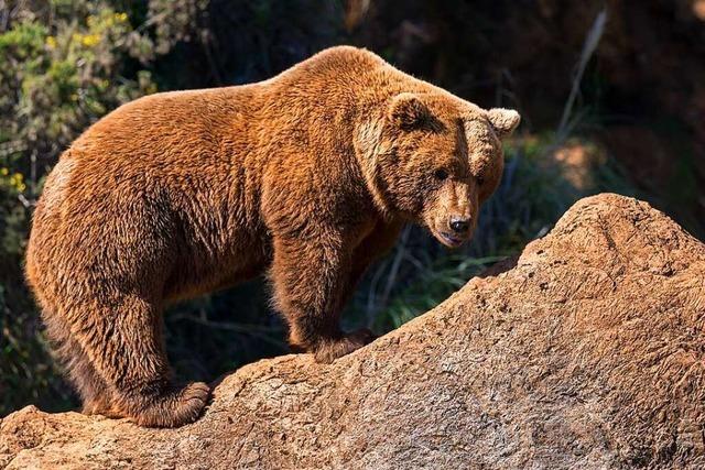 Wie viele wilde Bären gibt es in Europa?