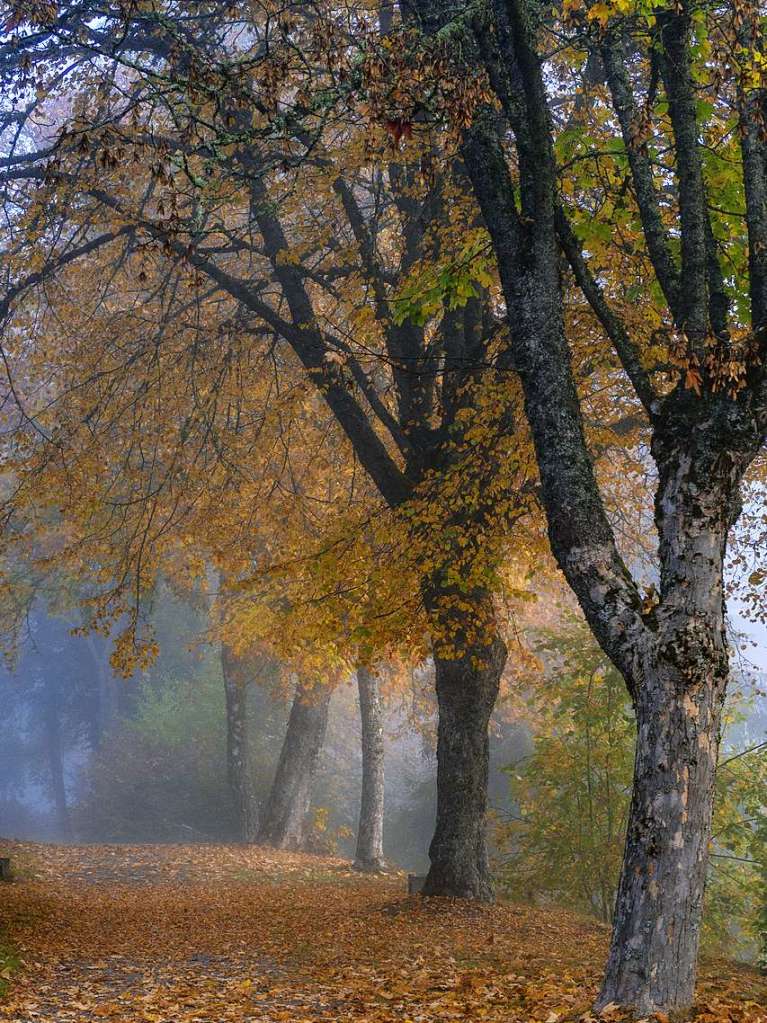 Herbst am Schluchsee