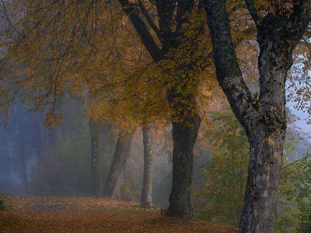 Herbst am Schluchsee