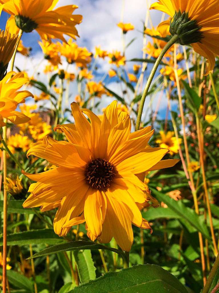 Herbstblumen