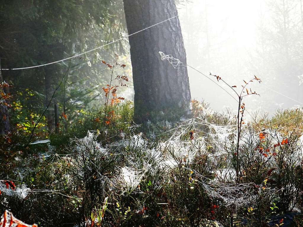 Herbst im Hochschwarzwald