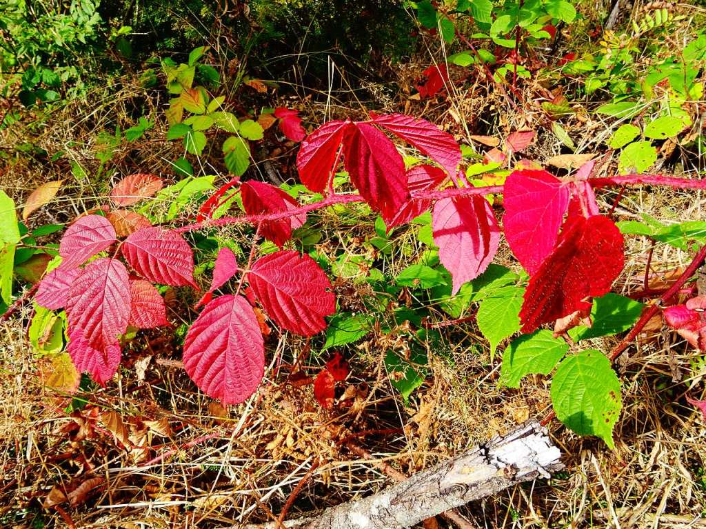 Herbst im Hochschwarzwald