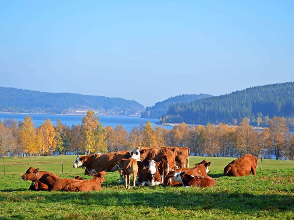 Herbst im Hochschwarzwald