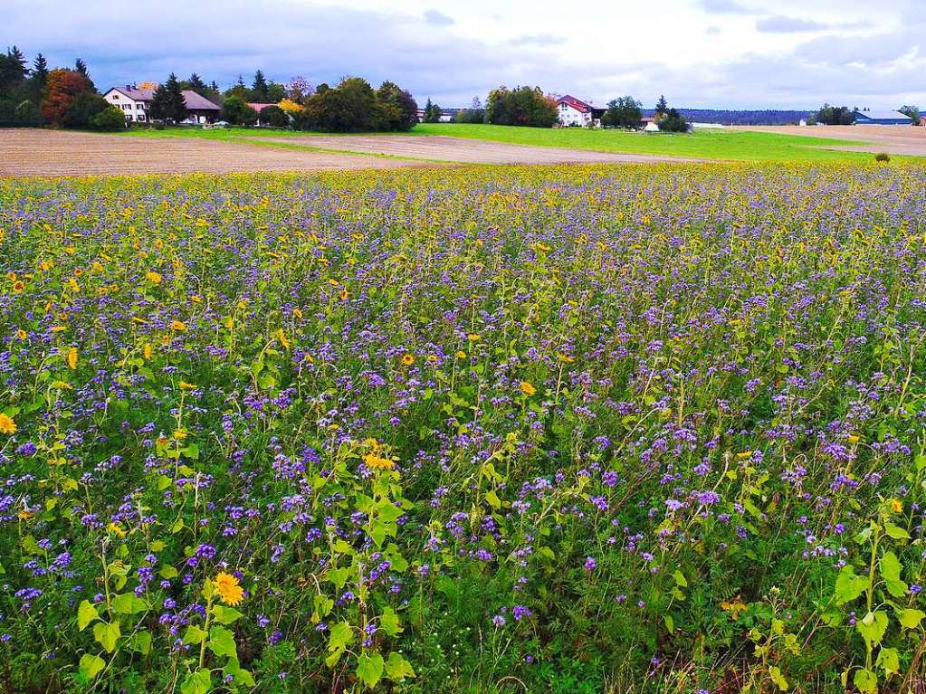 Herbst bei Lffingen