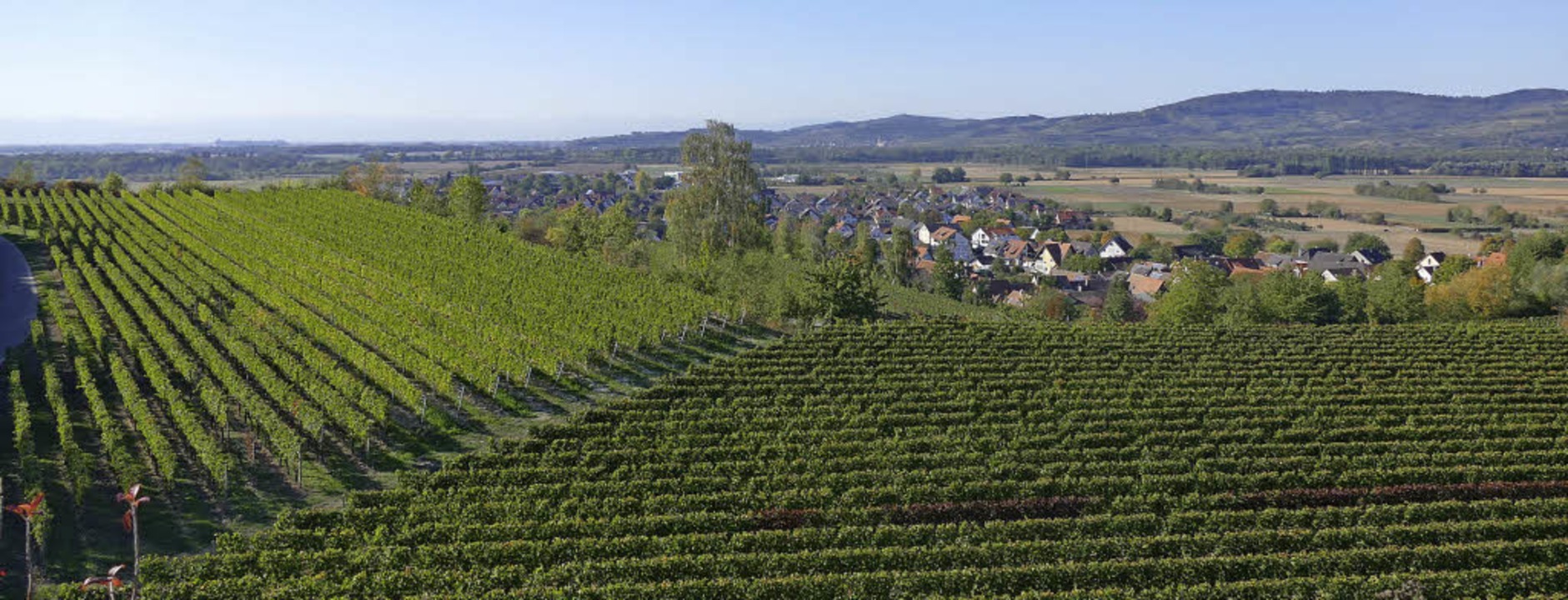 Herrliche Aussicht vom Tuniberg:  Wein... Kaiserstuhl und dazwischen  Merdingen  | Foto: F. Dlling