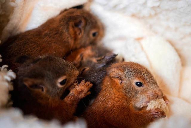 Fotos: Der Eichhrnchen-Notruf pppelt die kleinen Nager auf