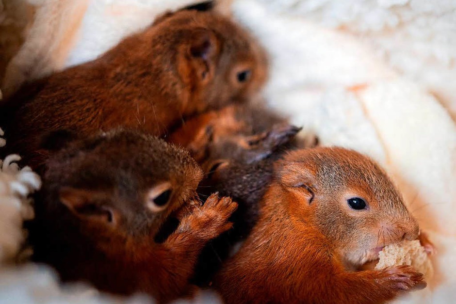 Vier junge Eichhörnchen tummeln sich in einer Box. (Foto: dpa) Vier junge Eichhörnchen tummeln sich in einer Box. (Foto: dpa)