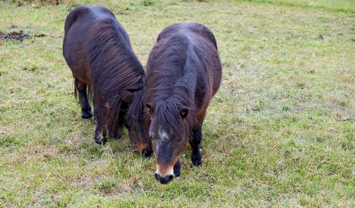 Minishettyhengste grasen auf dem Zirkusgelnde.   | Foto: Martin Pfefferle