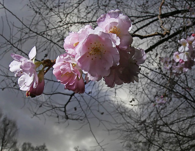 Kirschblte mitten im Herbst &#8211; spielt die Natur verrckt?  | Foto: dpa