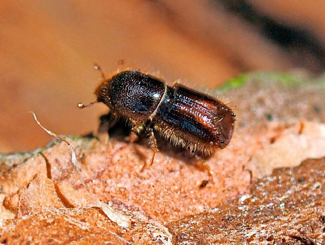 Die Borkenkfer setzen den Wldern zu.   | Foto: DPA