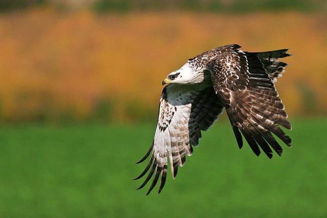 Toter Vogel entfacht neuen Streit um die Windkraftanlagen bei Gersbach