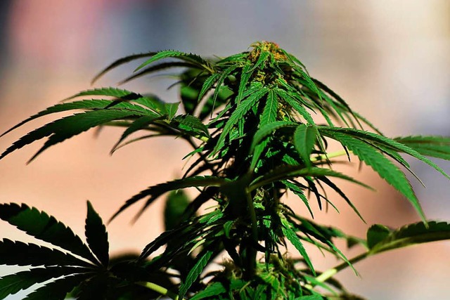 Die Cannabis-Pflanze war suberlich fr den Transport in Scke eingettet.  | Foto: AFP
