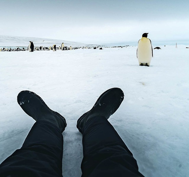 Zusammentreffen mit Pinguinen   | Foto: Projekt: Antarktis