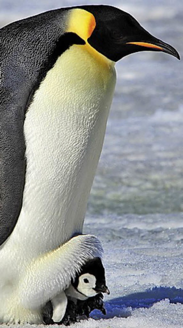 Pinguinkken  | Foto: Vladimi Seliverstov