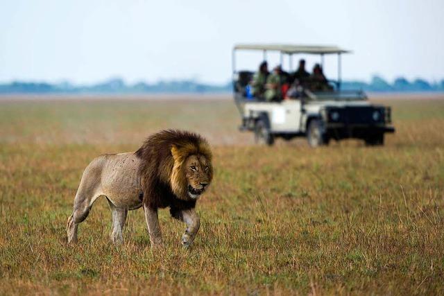 Das Shumba-Camp in Sambia ist berühmt für seine Löwen