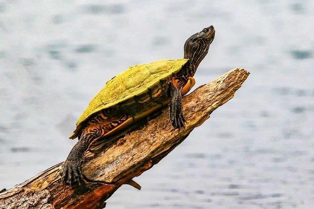 Wasserschildkrte am Flckiger See