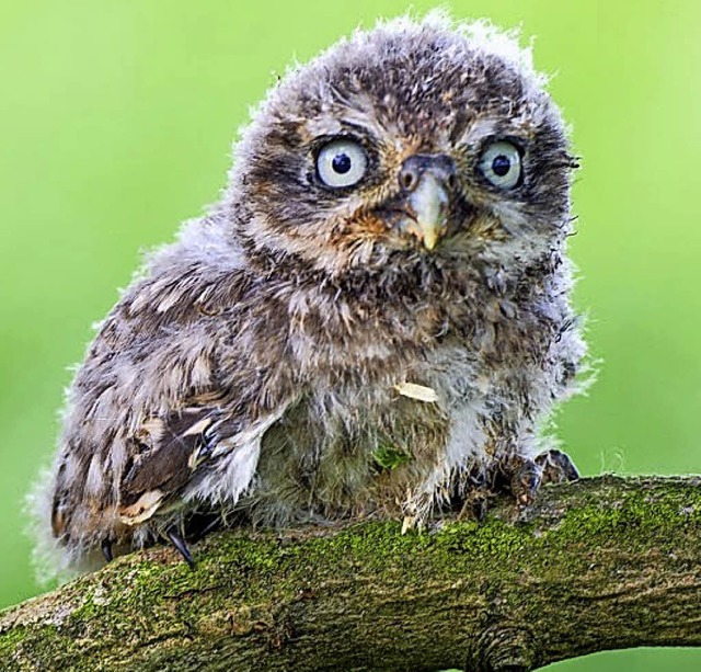 Bezaubernde Kuzchen (Ausschnitt) und viele andere Tiere sind zu sehen.   | Foto:  Karlheinz Erz