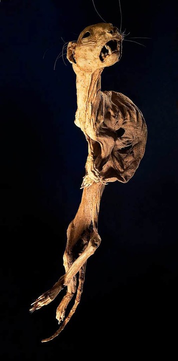 Mumie eines Frettchens, die in einer Hausruine auf Teneriffa entdeckt wurde.  | Foto: rem, Jean Christen