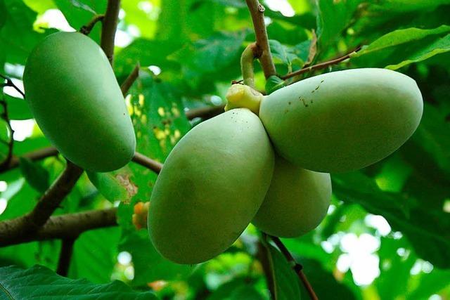 Südbadische Landwirte bauen in der Region exotische Obstsorten an