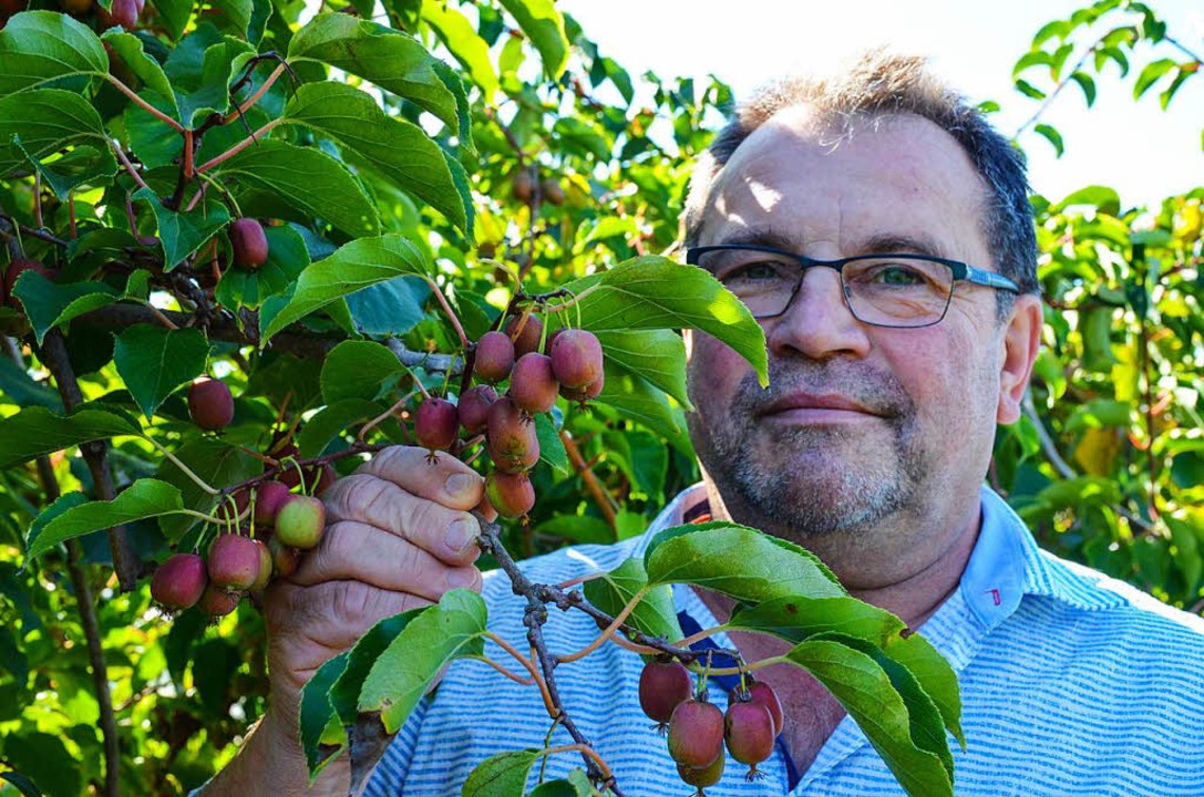 Landwirt Janek Michalski baut Minikiwi an.   | Foto: Gabriele Hennicke