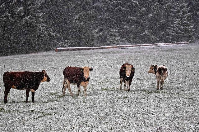 Winter! Auto steckte am Kandel in Schneewehe fest