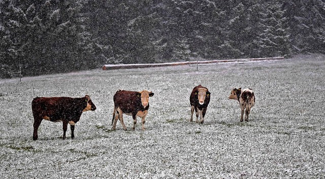 Der Sommer ist vorbei: Rinder stehen a...r verschneiten Wiese bei St. Mrgen.    | Foto: Patrick Seeger