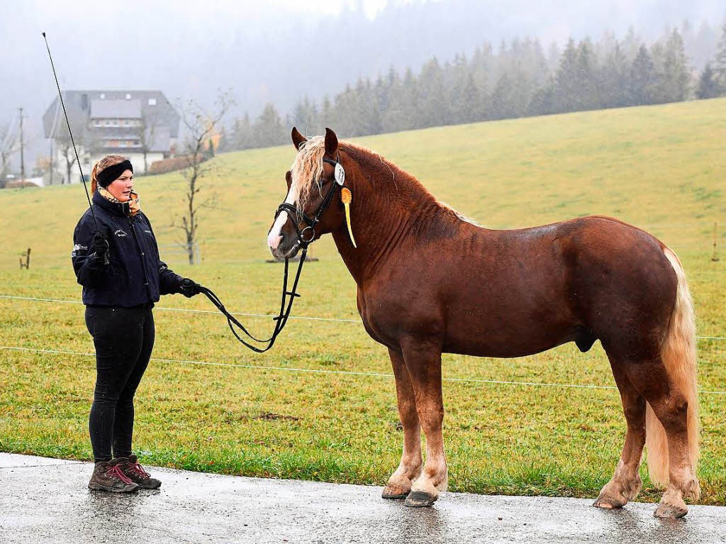 Bei der Verbandspferdeschau mit Staatsprmierung.