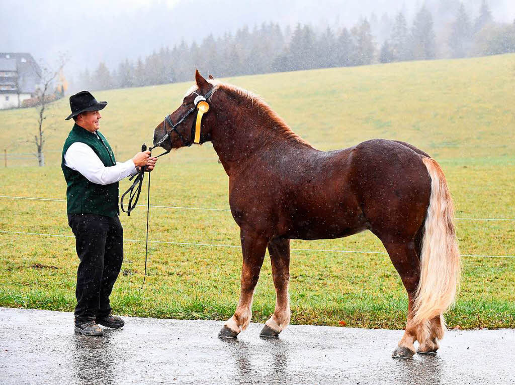 Bei der Verbandspferdeschau mit Staatsprmierung.