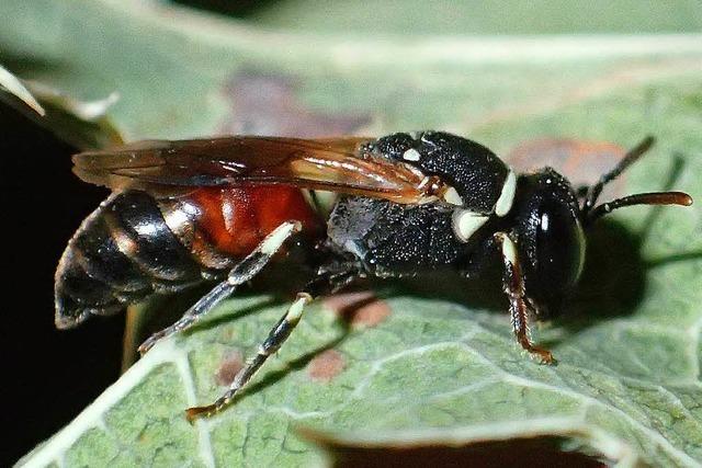 Ihringer Biologe entdeckt am Kaiserstuhl die Schilfstngel-Maskenbiene