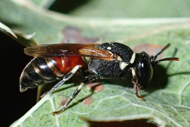 Die Schilfstngel-Maskenbiene ist  ein...auch am Kaiserstuhl beobachtet wurde.   | Foto: Privat