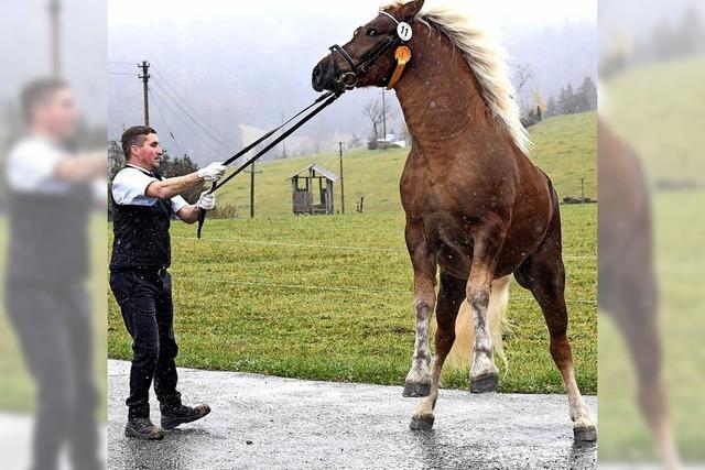 Schne Stuten und Hengste