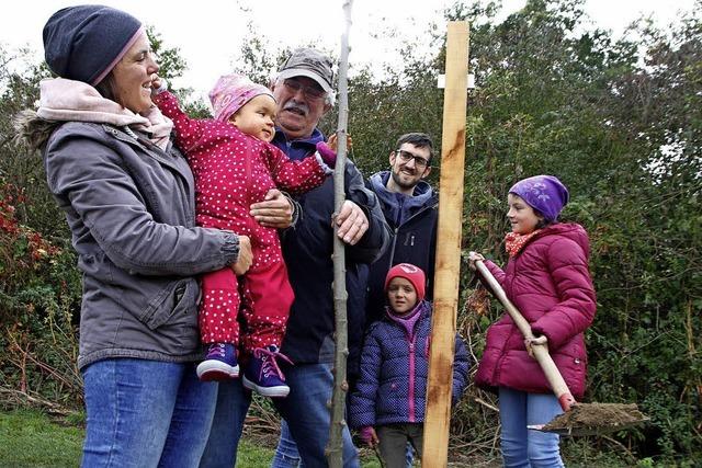 Meienheimer pflanzen Babybume