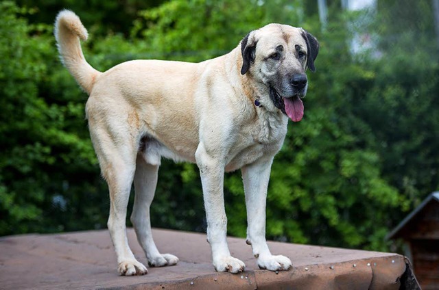 Ein Hund der Rasse Kangal  | Foto: dpa