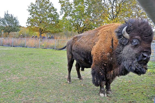 Direkt nebenan: die Bisons.  | Foto: Michael Bamberger