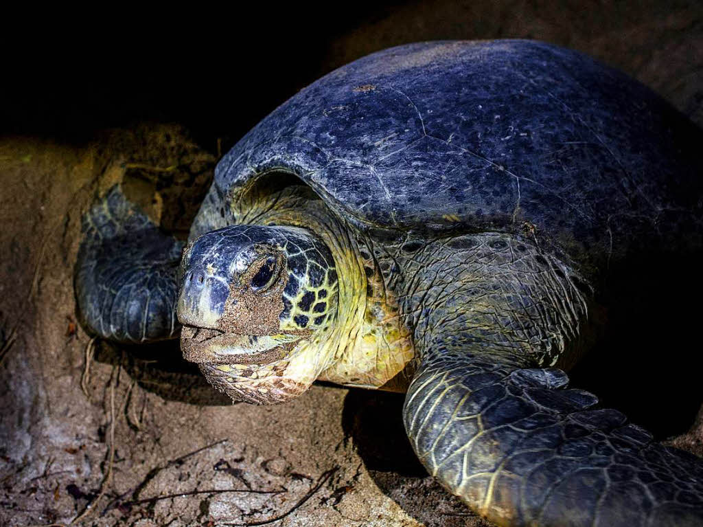 Die Schildkrtenmutter legt ihre Eier nachts in eine Sandgrube ab.