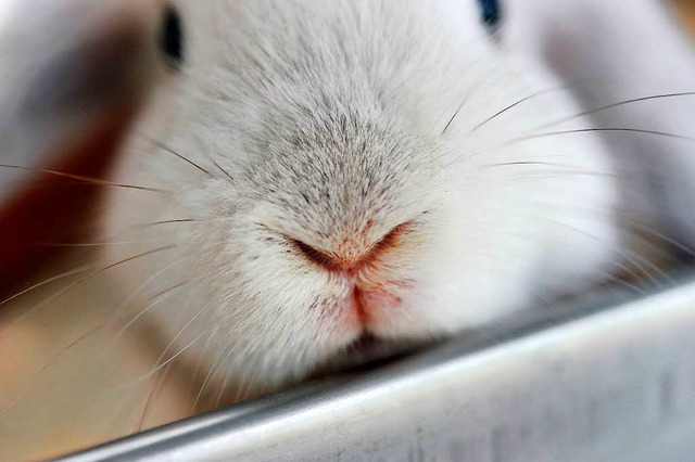 Kaninchen brauchen Sauberkeit.   | Foto: e.wabitsch