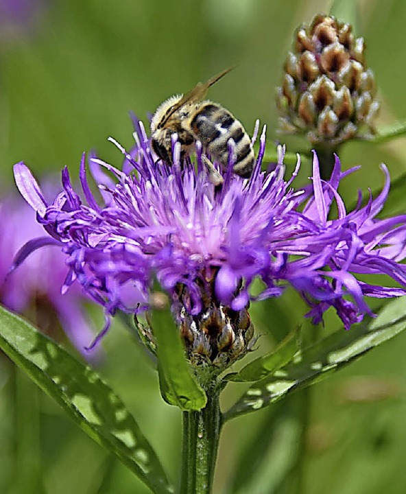 Aufblhen soll die Gemeinde Steinen &#...en und Insekten zu ihrem Recht kommen.  | Foto: Robert Bergmann