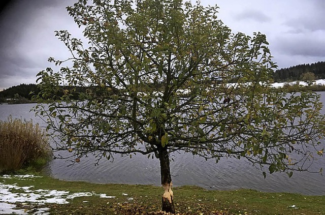 So sieht der einst stolze Osterbaum am Kirnbergsee heute aus.    | Foto: Christina Rademacher