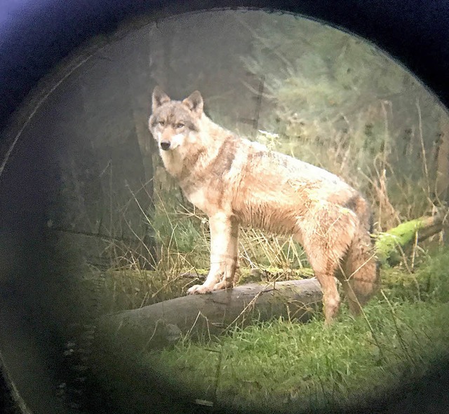 23 Wolfsmeldungen konnten eindeutig nachgewiesen werden.  | Foto: (Dpa)