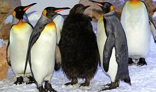 Auch Pinguine werden im Wedell-Meer vorerst nicht geschtzt.   | Foto: dpa