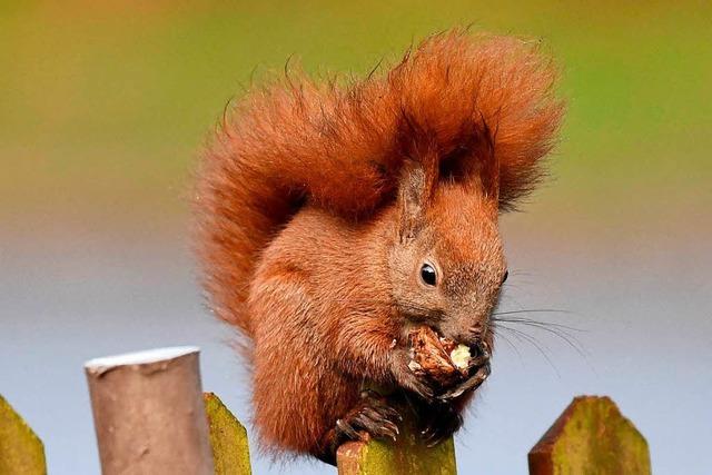 So findet das Eichhörnchen im Winter seine versteckten Nüsse wieder