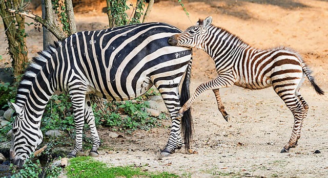 Kleingestreift: Zebra-Nachwuchs im Basler Zolli.   | Foto:  ZVG/ Zoo Basel