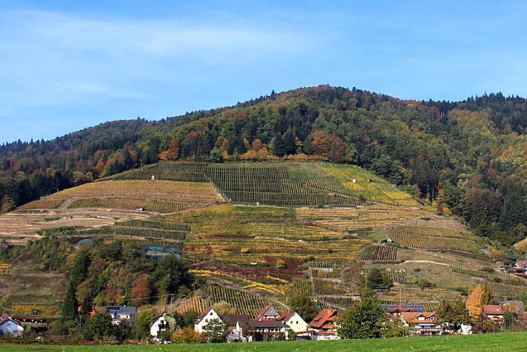 Glottertals sonnige Spitzenweinlage au...oe Flche heit seit 1959: roter Bur.  | Foto: Joshua Kocher