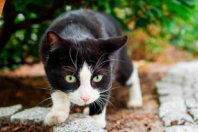 Polizei findet in der Isteiner Strae eine verletzte Katze und bringt sie zum Tierarzt