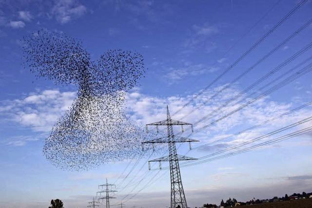 Imposante Vogel-Kunstwerke