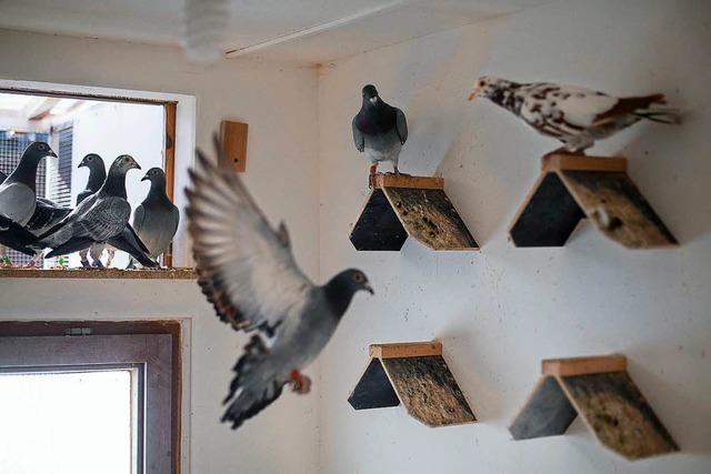 Der Kampf um die Taube - Kann Zucht nationales Kulturerbe sein?