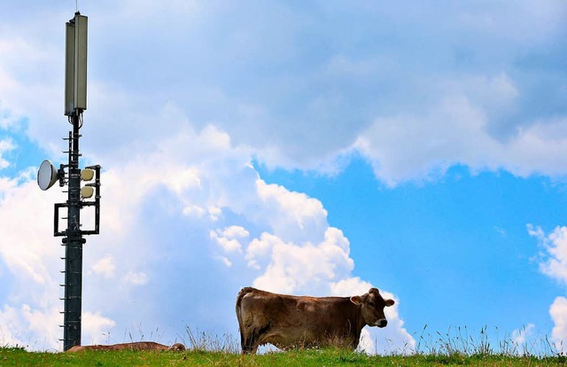 Eine Kuh weidet auf einer Wiese neben einer Mobilfunkantenne.  | Foto: Karl-Josef Hildenbrand