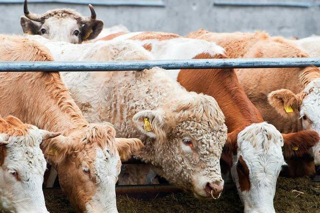 Ausgebxter Stier verletzt Mann